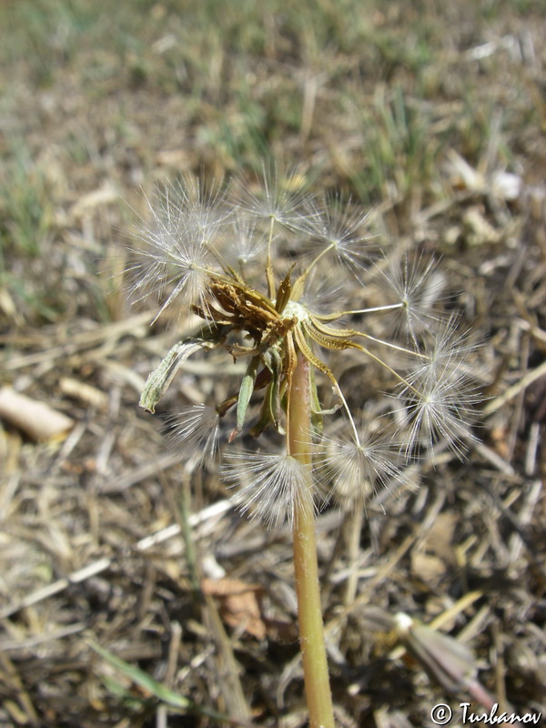 Image of Taraxacum hybernum specimen.