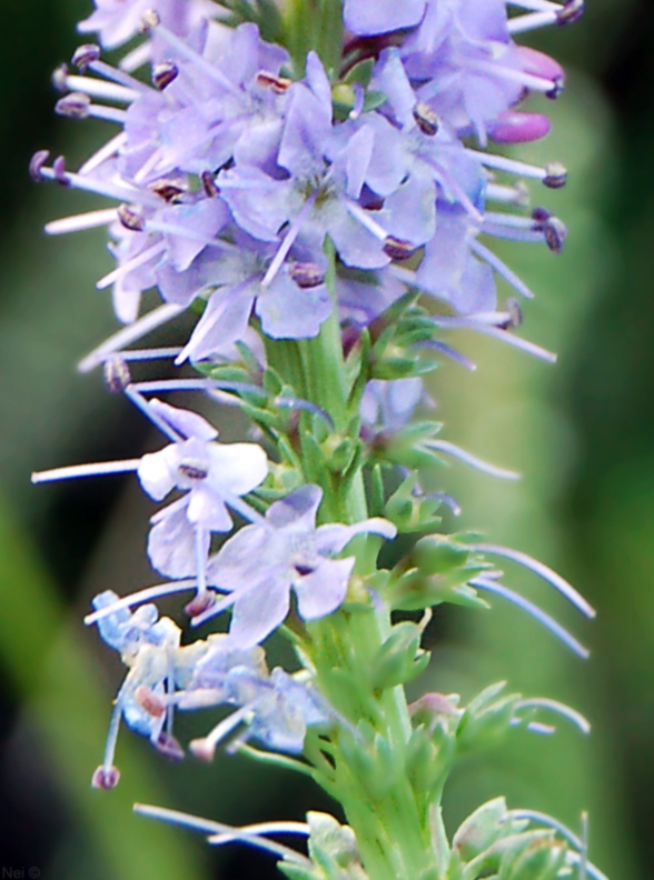 Image of Veronica pinnata specimen.