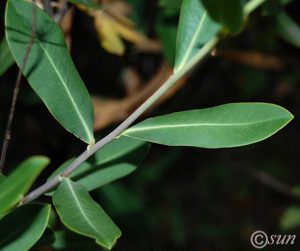 Изображение особи Bupleurum fruticosum.