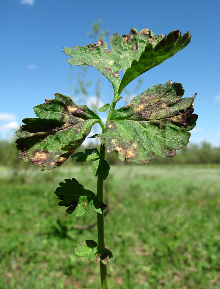 Image of Geum rivale specimen.