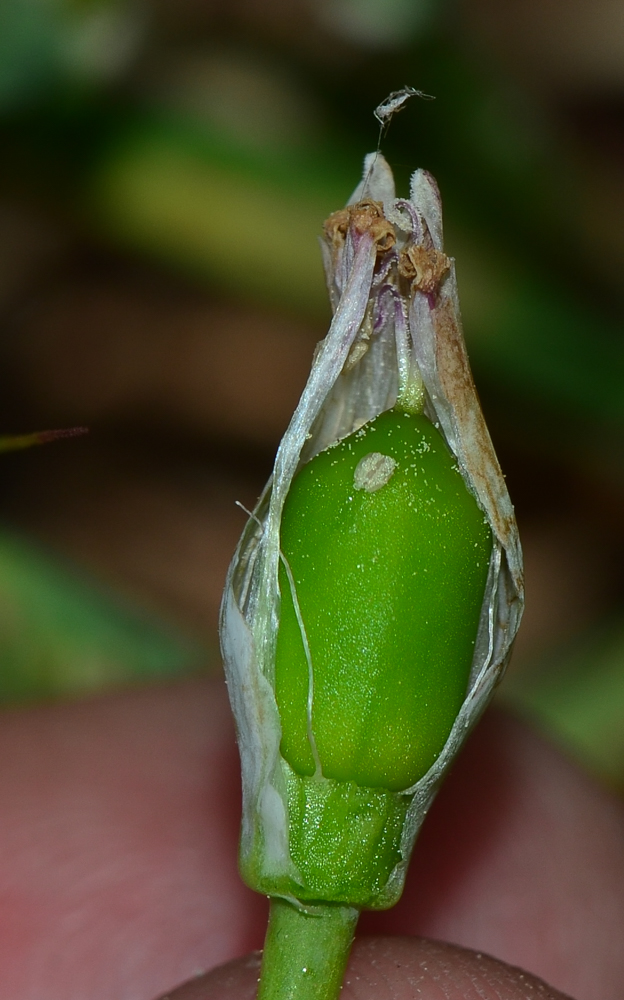 Image of Silene behen specimen.