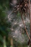 Cirsium heterophyllum. Осыпающиеся плоды. Ленинградская обл., Всеволожский р-н, окр. пос. Медовое, сырой мелколиственный лес. 24.08.2015.