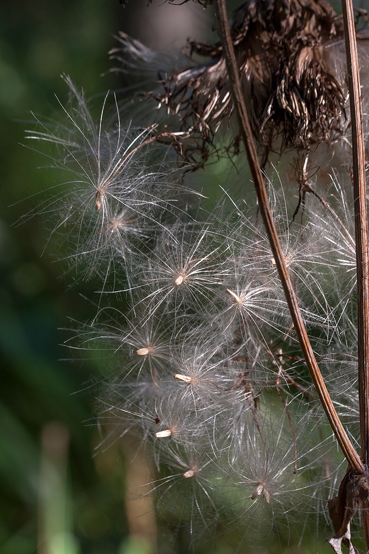 Изображение особи Cirsium heterophyllum.