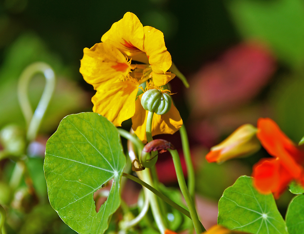 Image of Tropaeolum majus specimen.