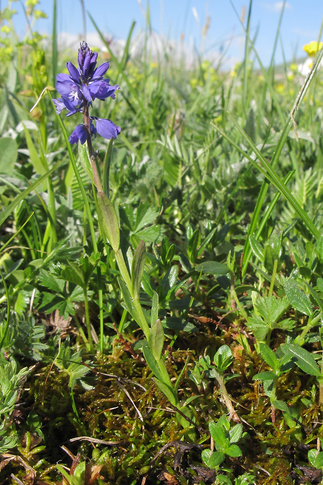 Image of Polygala alpicola specimen.