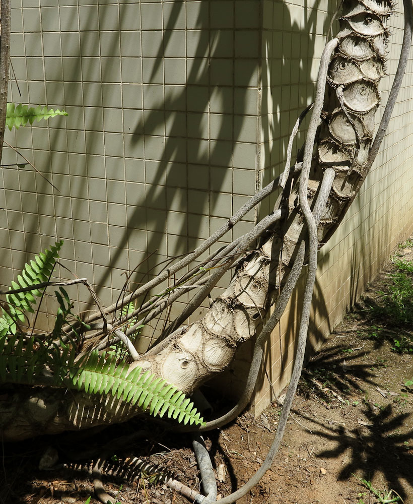 Image of Philodendron bipinnatifidum specimen.