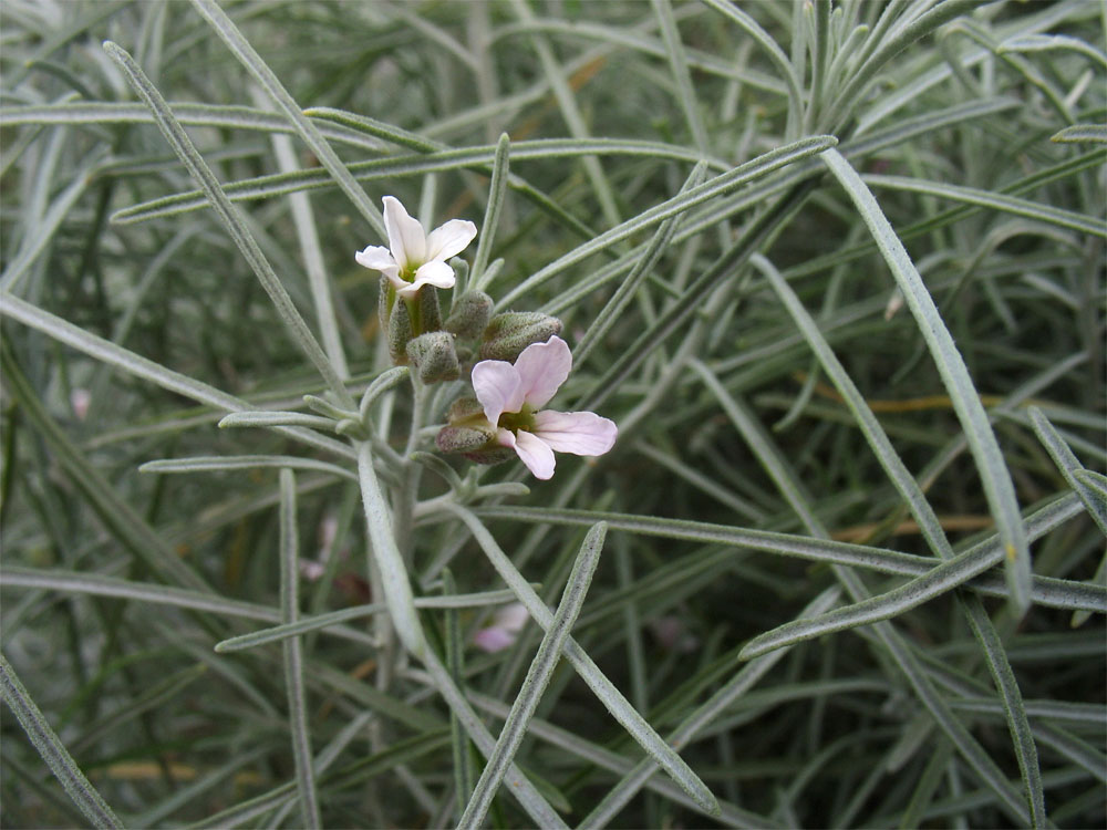 Image of Parolinia platypetala specimen.