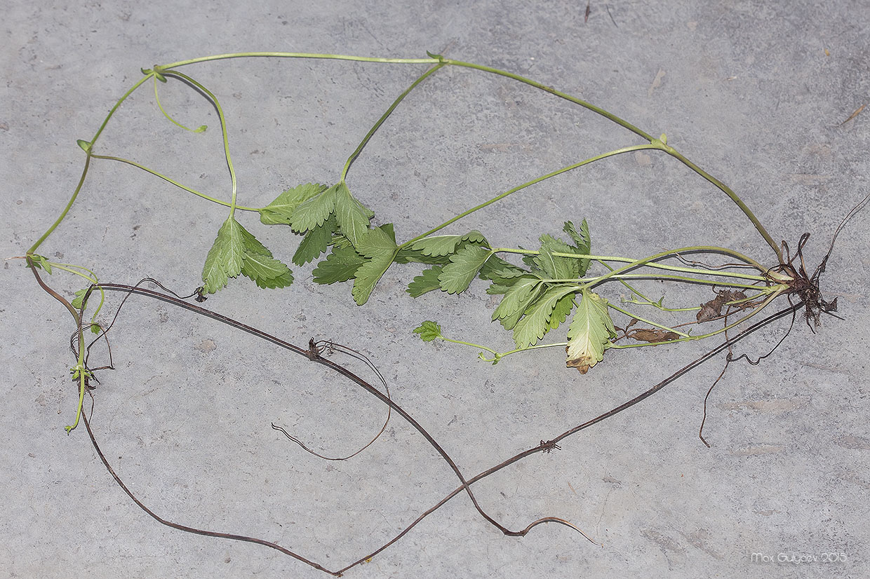 Изображение особи Potentilla reptans.