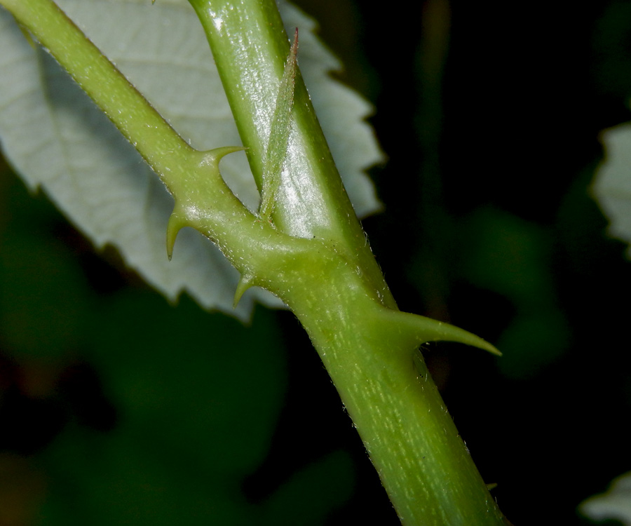 Image of Rubus sanctus specimen.