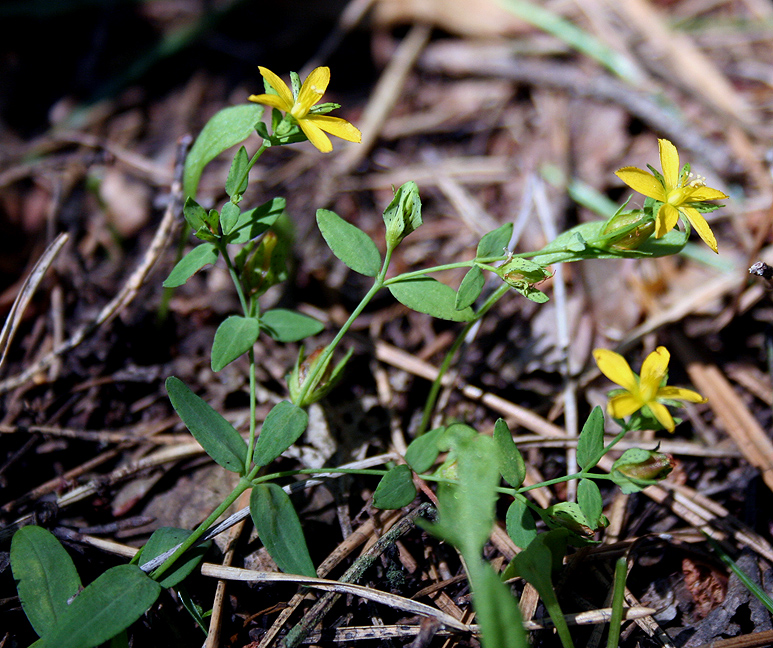 Изображение особи Hypericum humifusum.