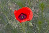 Papaver pavoninum