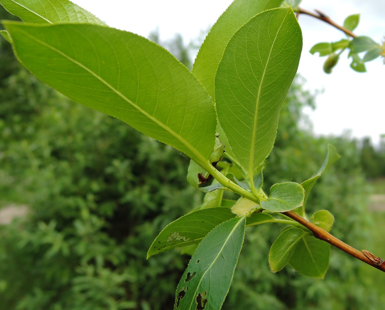 Image of Salix pentandra specimen.