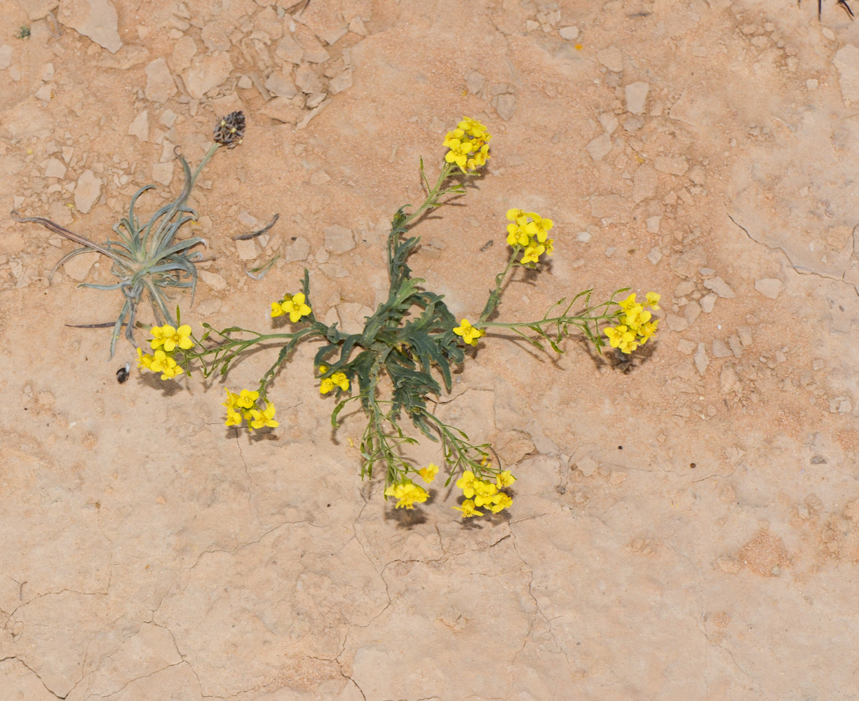 Изображение особи Nasturtiopsis coronopifolia.