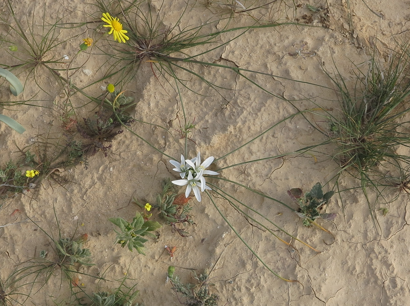 Изображение особи Ornithogalum trichophyllum.