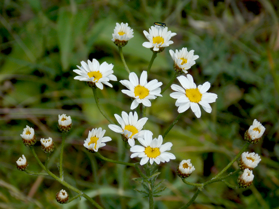 Изображение особи Pyrethrum corymbosum.