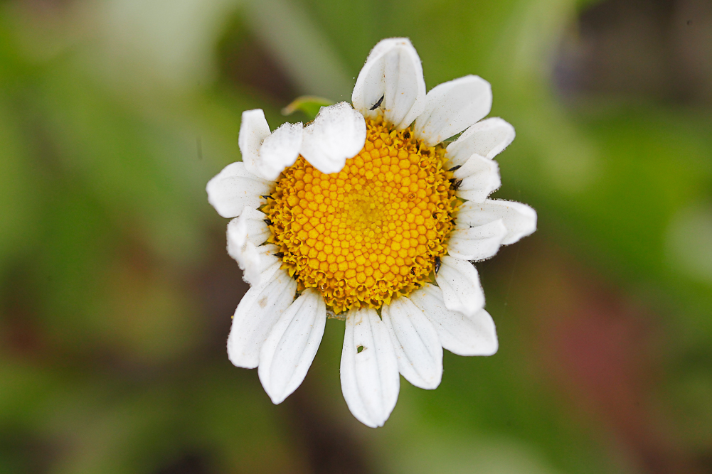 Image of Leucanthemum ircutianum specimen.