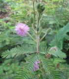 Mimosa pudica. Верхушка побега с соцветиями. Австралия, г. Брисбен, ботанический сад. 16.01.2016.