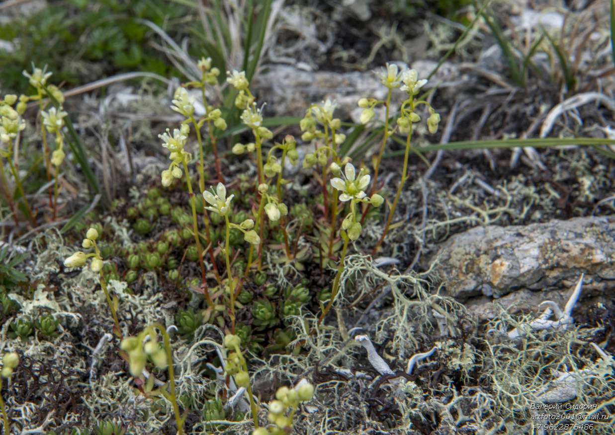 Изображение особи Saxifraga bronchialis.