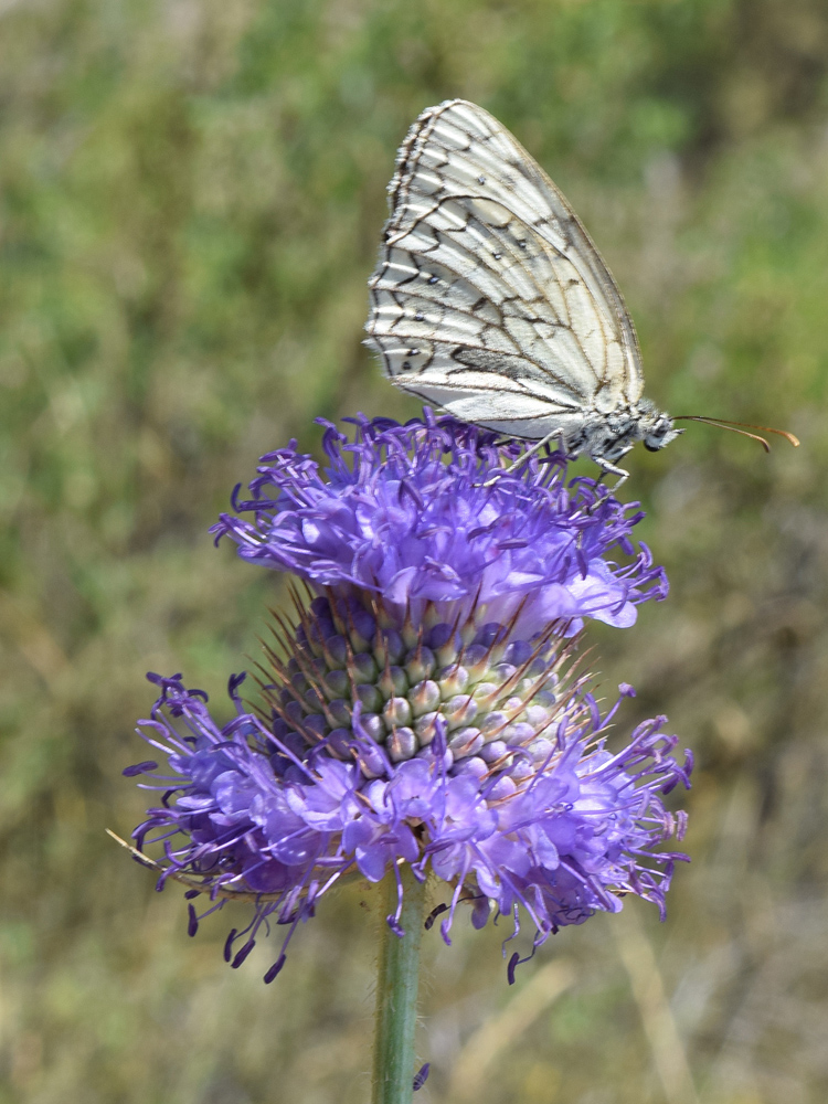 Изображение особи Dipsacus dipsacoides.