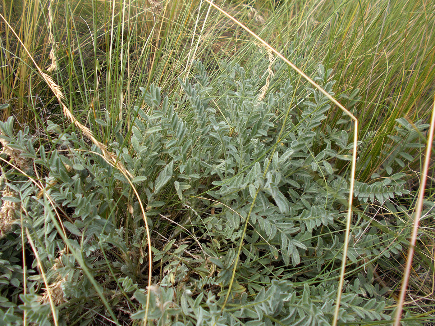 Image of Astragalus sareptanus specimen.