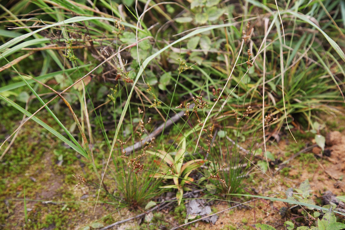 Image of Juncus tenuis specimen.