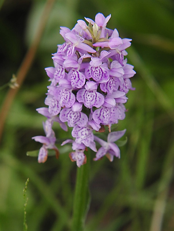 Image of Dactylorhiza baltica specimen.