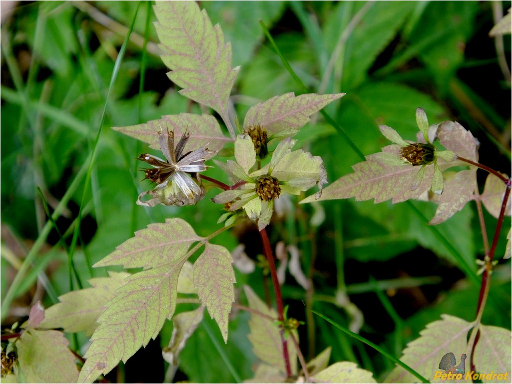 Image of Bidens frondosa specimen.