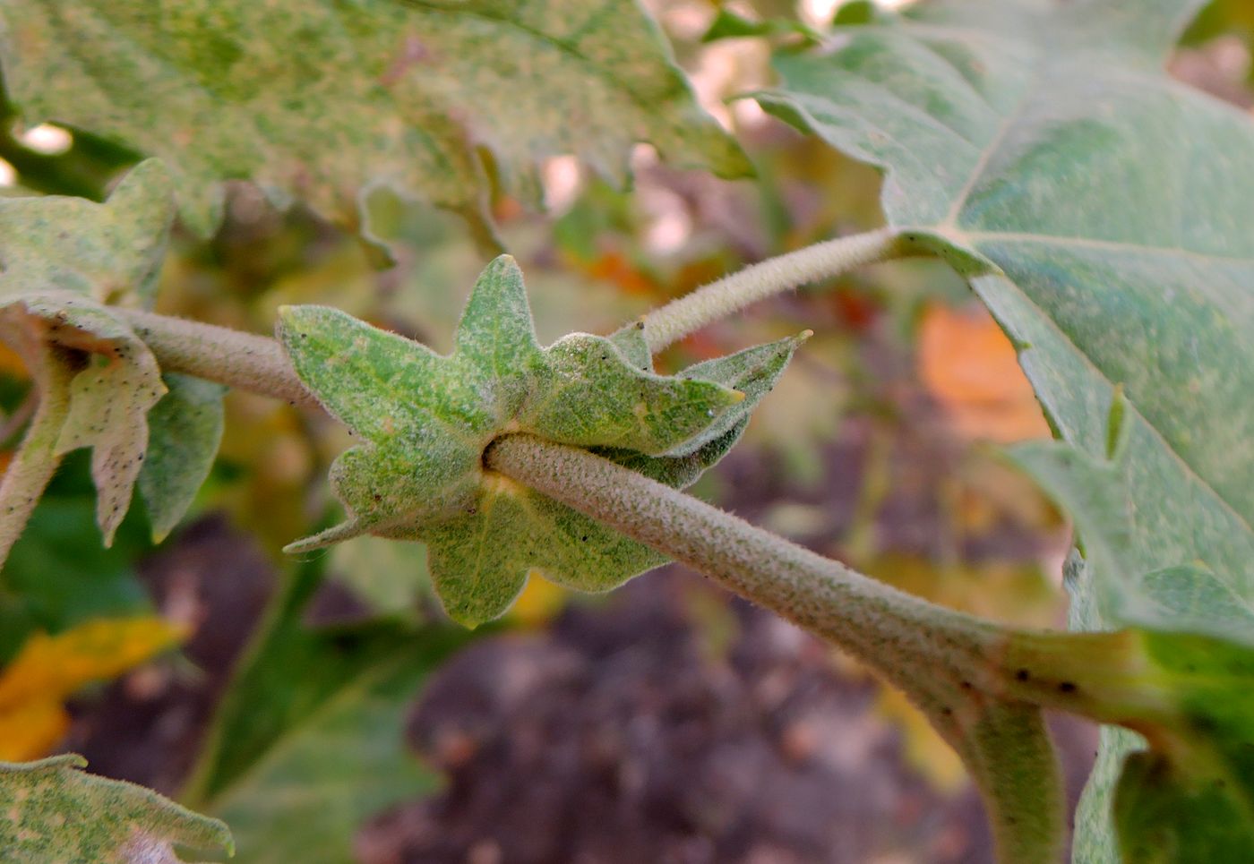 Изображение особи Platanus orientalis.