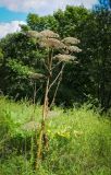 Heracleum sosnowskyi. Высохшее плодоносящее растение. Ярославская обл., Переславский р-н, с. Веськово, местечко Ботик, поляна за зданием музея. 16.08.2016.