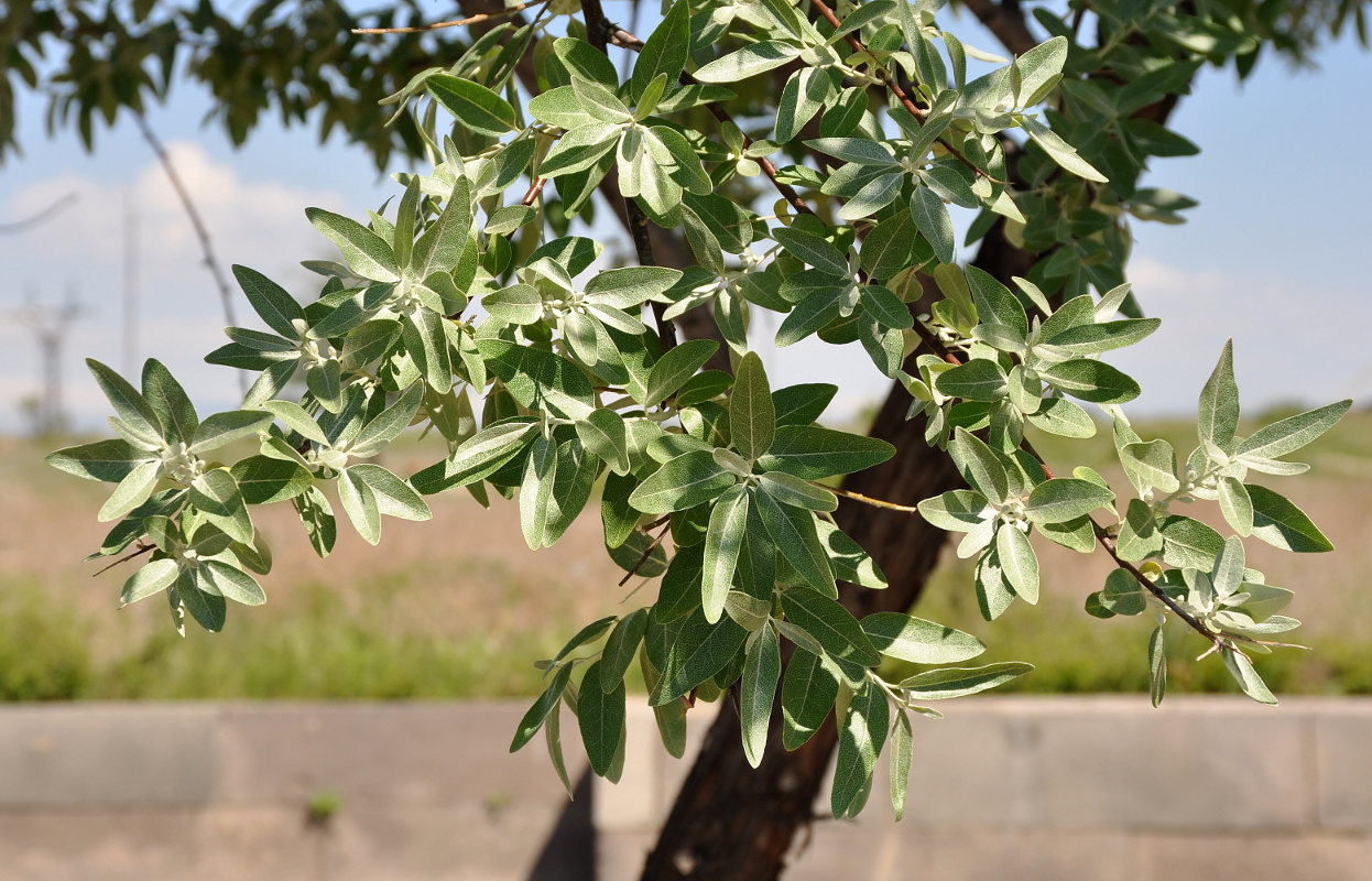 Image of Elaeagnus angustifolia specimen.