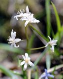 Scilla bifolia