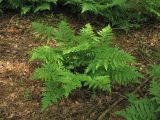 Dryopteris dilatata. Спороносящее растение. Нидерланды, провинция Drenthe, окр. деревни Zeijen, смешанный лес. 6 июня 2010 г.