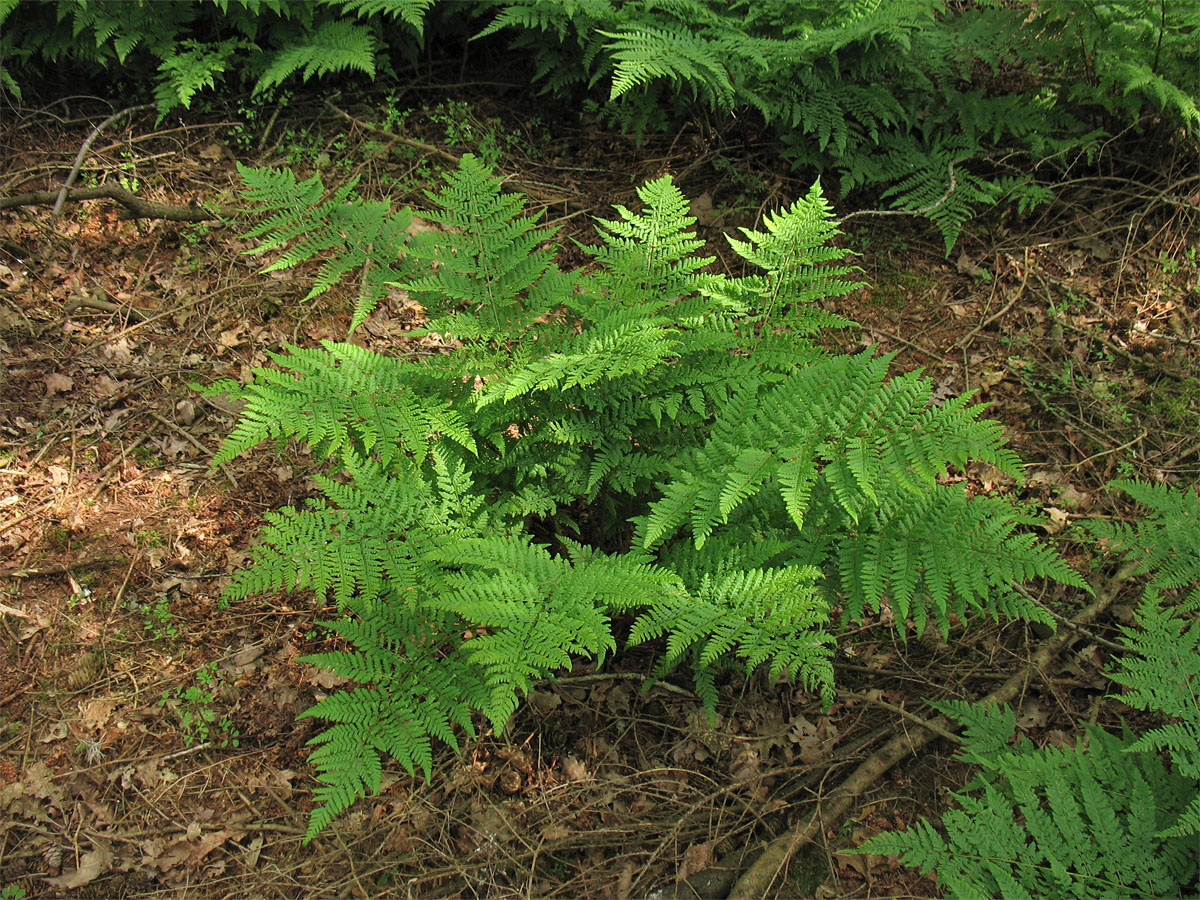 Image of Dryopteris dilatata specimen.