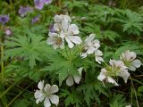 Geranium erianthum. Верхушки цветущих растений (белоцветковая форма). Магаданская обл., окр. г. Магадан, бухта Нагаева, Морпортовская сопка, каменноберезняк. 16.07.2013.