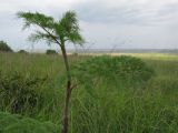 Chaerophyllum bulbosum. Верхушка вегетирующего растения. Краснодарский край, Темрюкский р-н, гора Дубовый рынок, разнотравно-злаковый луг на пологой вершине. 20.05.2017.