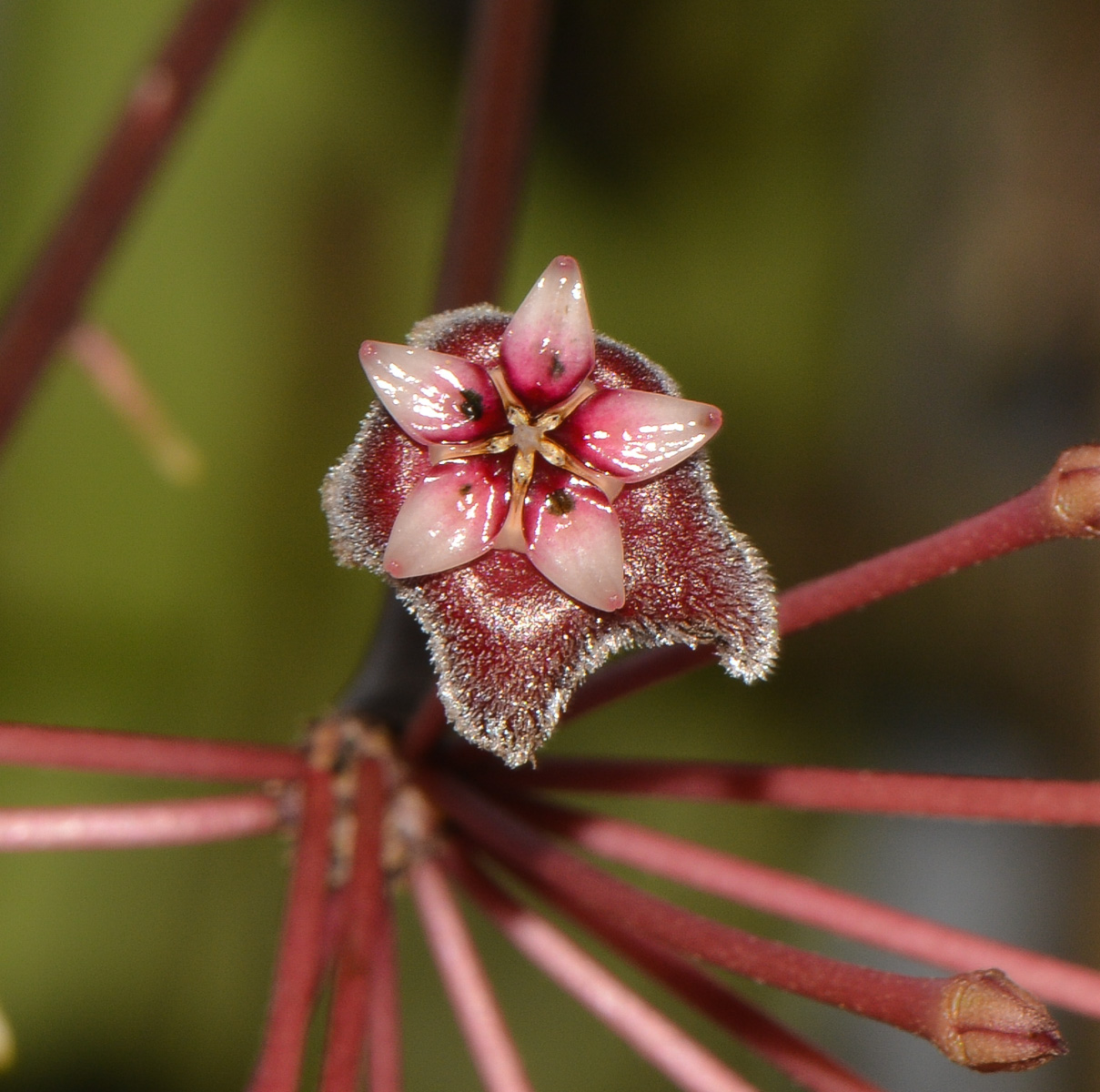 Изображение особи Hoya carnosa.