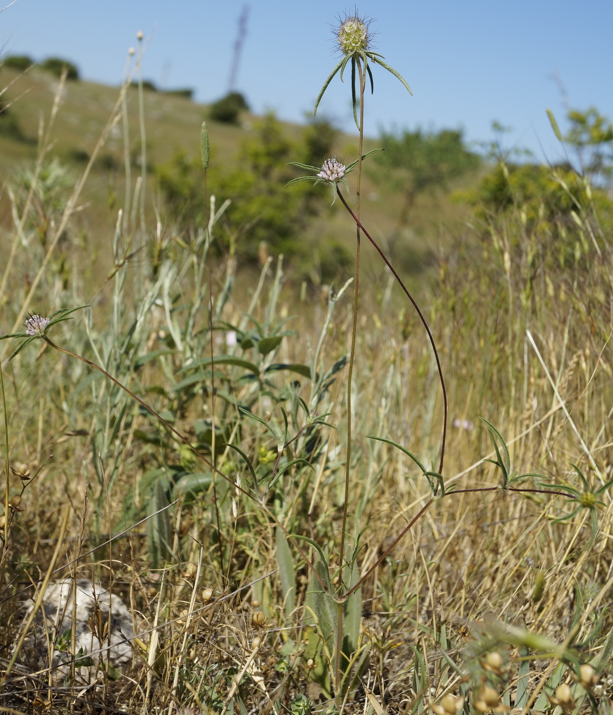 Image of Lomelosia divaricata specimen.