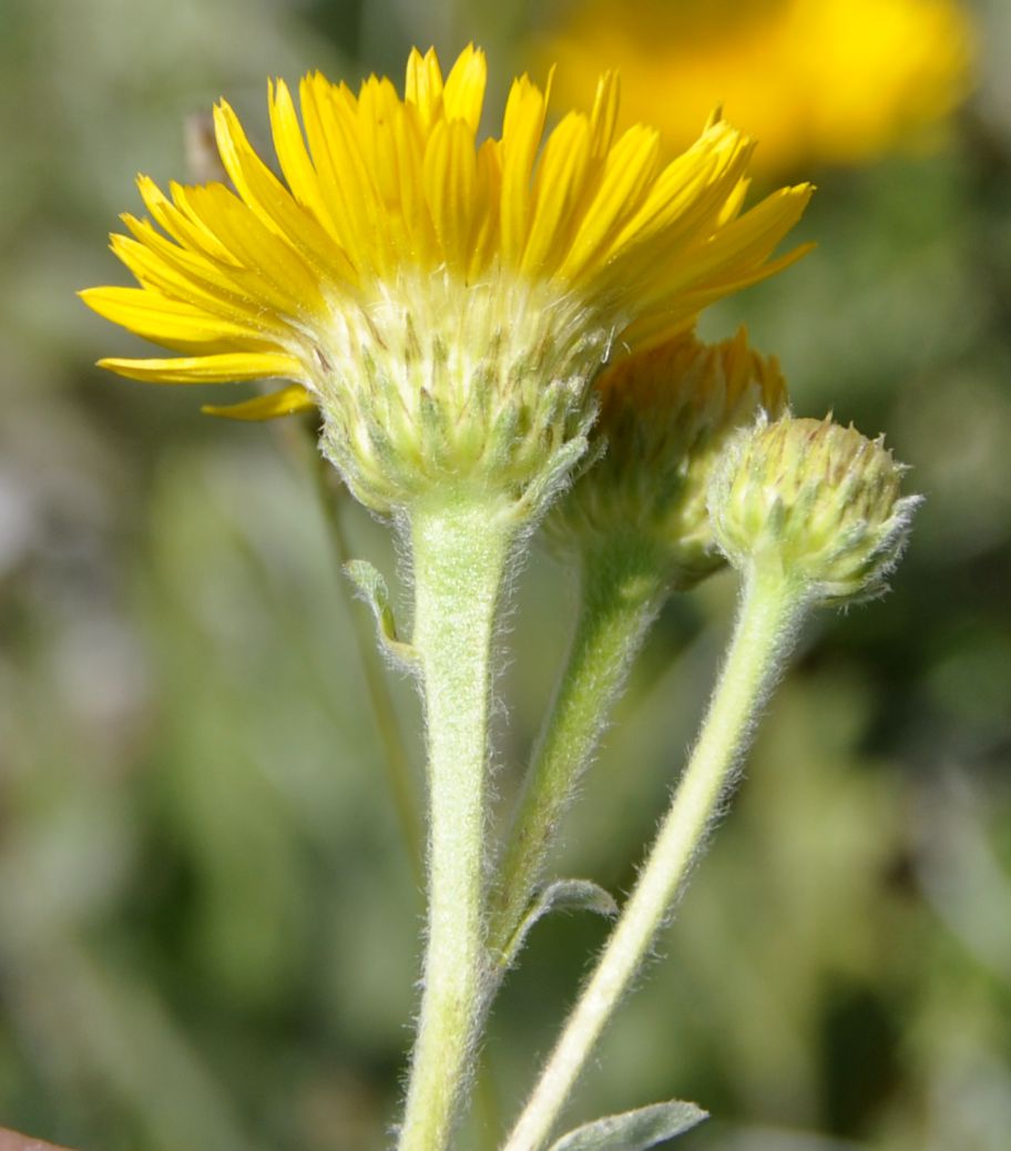 Изображение особи Inula oculus-christi.