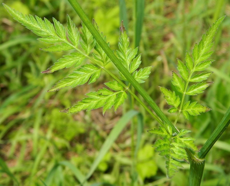 Изображение особи Anthriscus sylvestris.