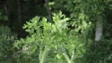 View full-size image Laserpitium hispidum