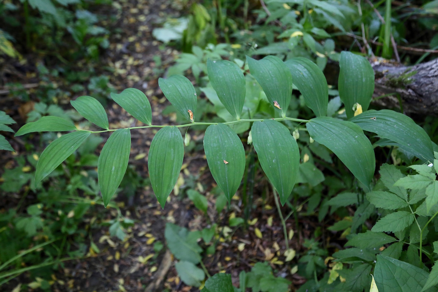 Image of Polygonatum maximowiczii specimen.