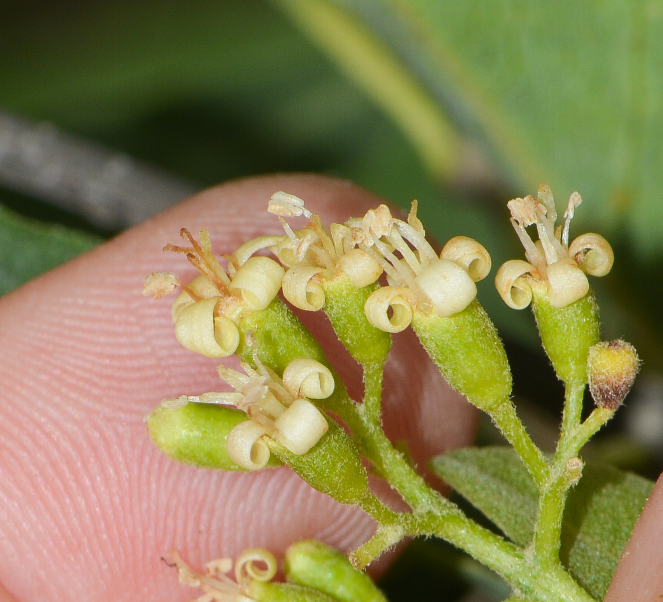 Image of Cordia sinensis specimen.