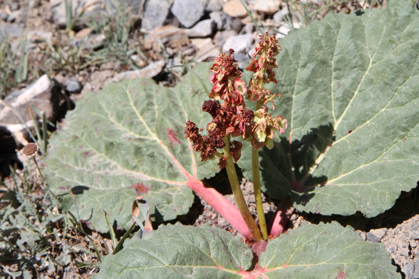 Image of Rheum fedtschenkoi specimen.