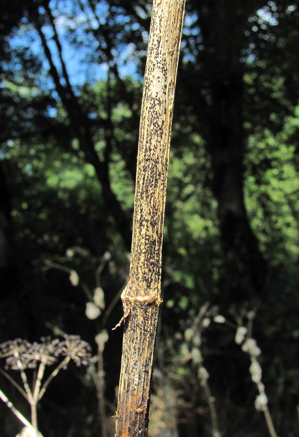 Image of Smyrnium perfoliatum specimen.