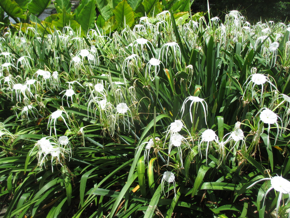 Изображение особи Hymenocallis littoralis.