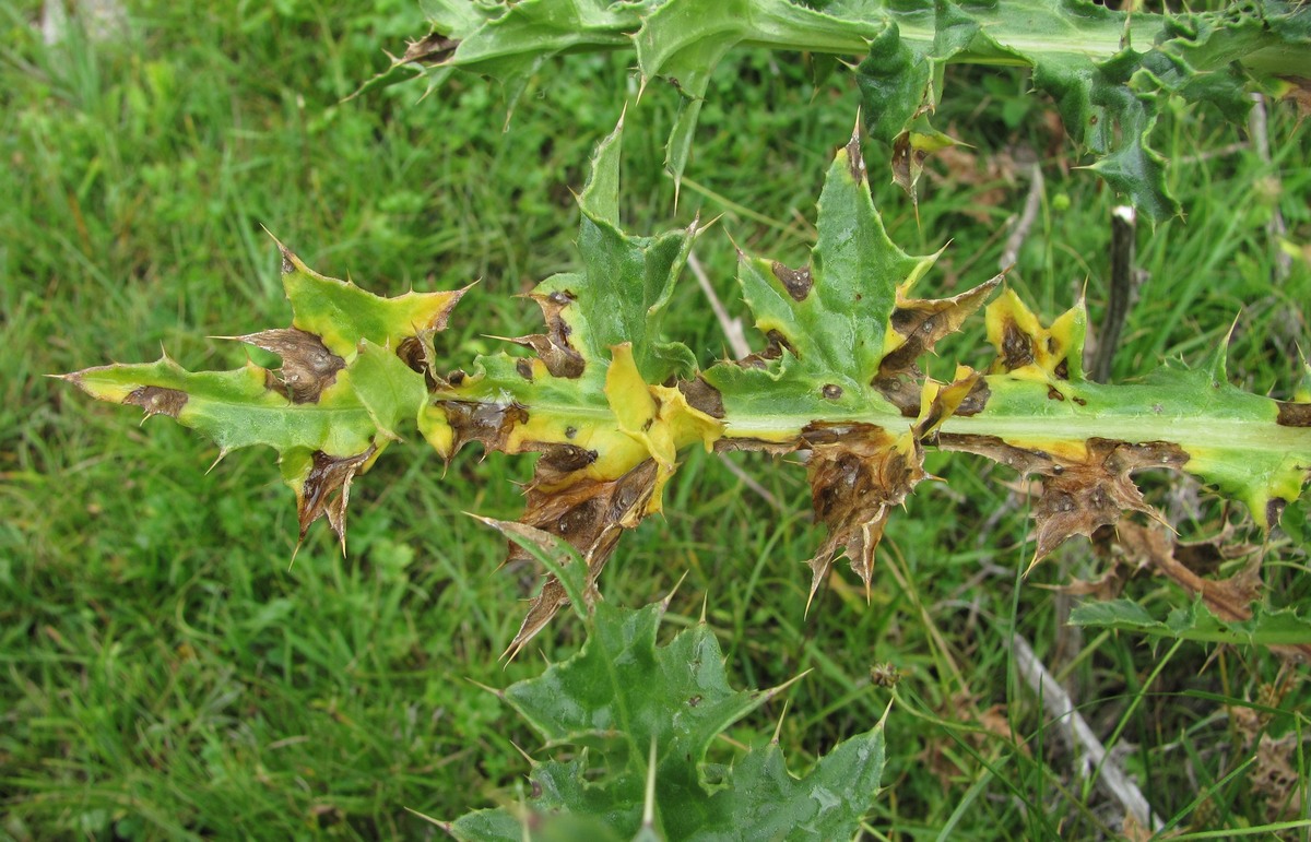 Image of Cirsium elbrusense specimen.