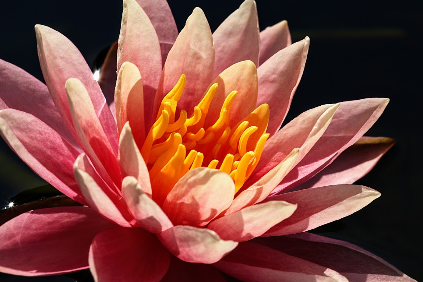 Image of Nymphaea odorata specimen.