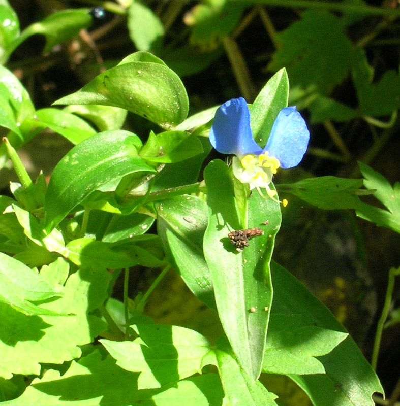 Изображение особи Commelina communis.