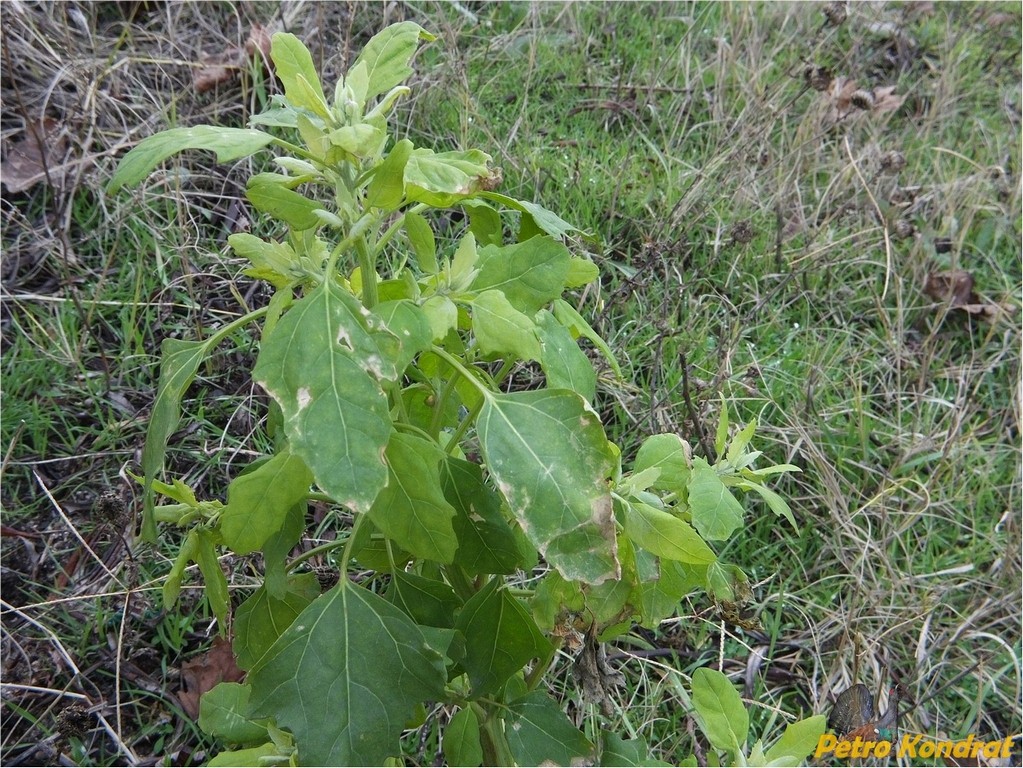 Изображение особи род Chenopodium.