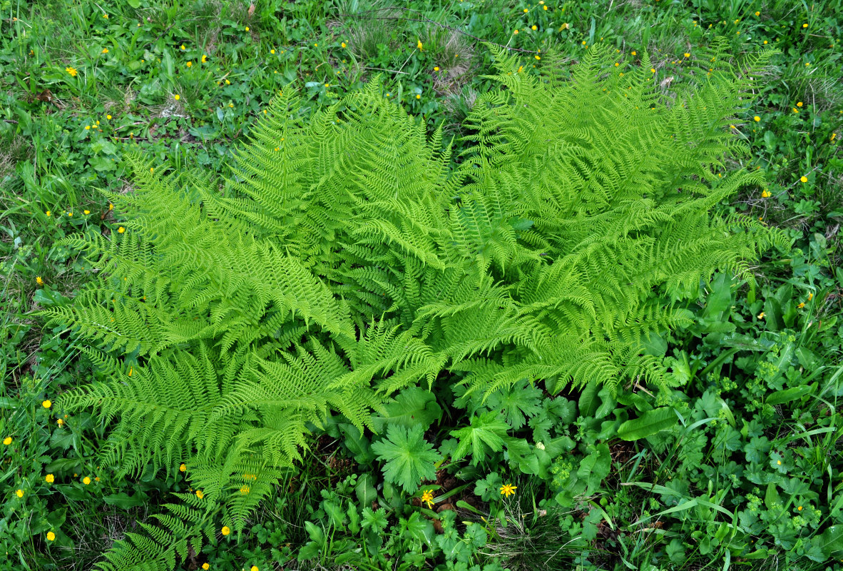 Image of Athyrium distentifolium specimen.